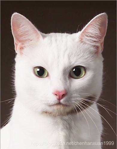 cat.jpg
