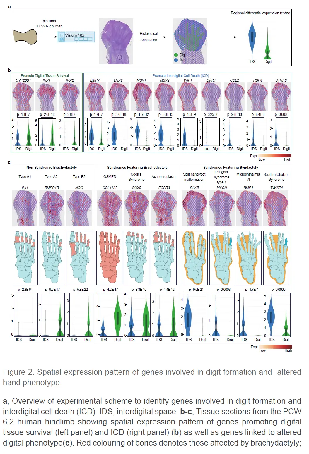 10X单细胞空间联合分析解析的人类胚胎limb cell图谱_a human embryonic limb cell atlas ...