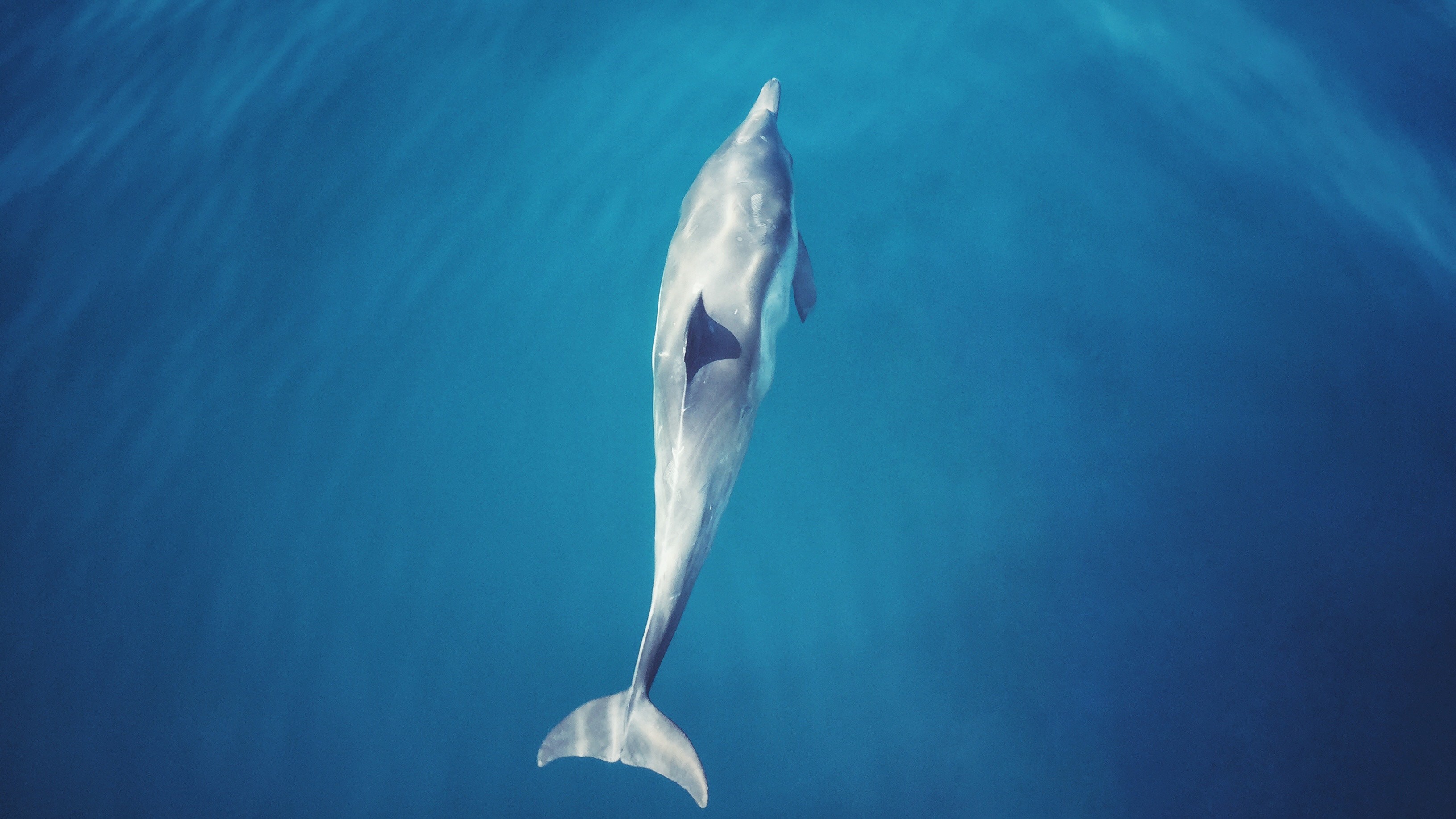 Get the dolphin up to speed — Photo by JIMMY ZHANG on Unsplash
