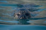 deep_dive