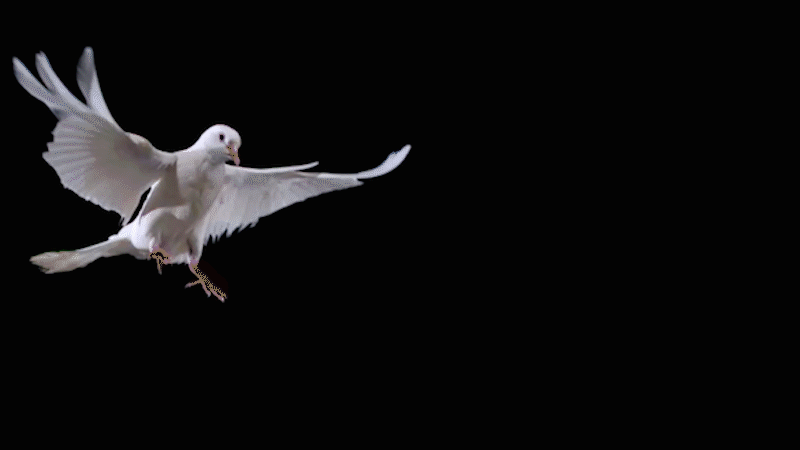 e01af8f3fe4baf0463165e33e820e324.gif