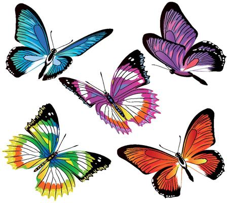 butterfly