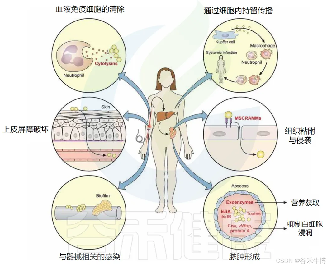 共生伙伴还是致病元凶?——全面认识葡萄球菌属(Staphylococcus)_staphylococcus capitis-CSDN博客