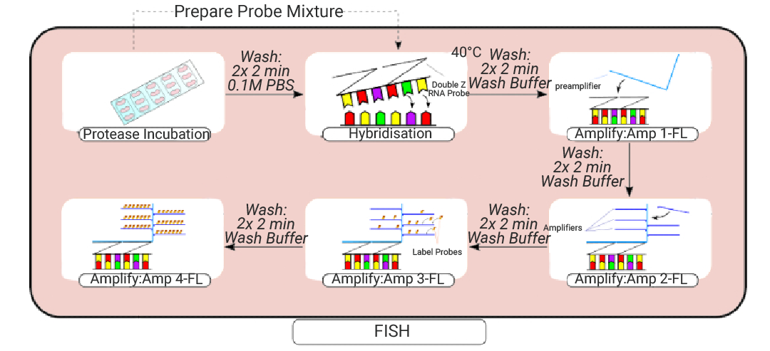 进来学!什么是荧光原位杂交(FISH) | MCE_卵母细胞fish实验-CSDN博客