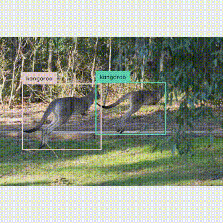数据集-目标检测系列- 袋鼠 检测数据集 kangaroo >> DataBall-CSDN博客