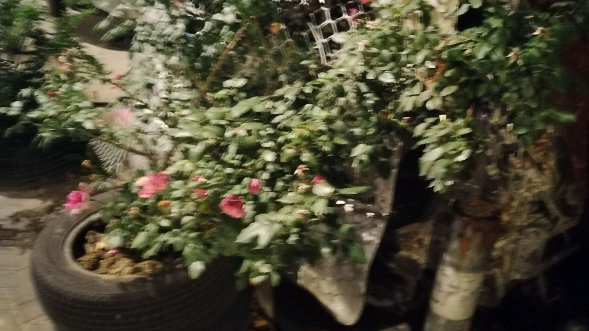 文章图片
