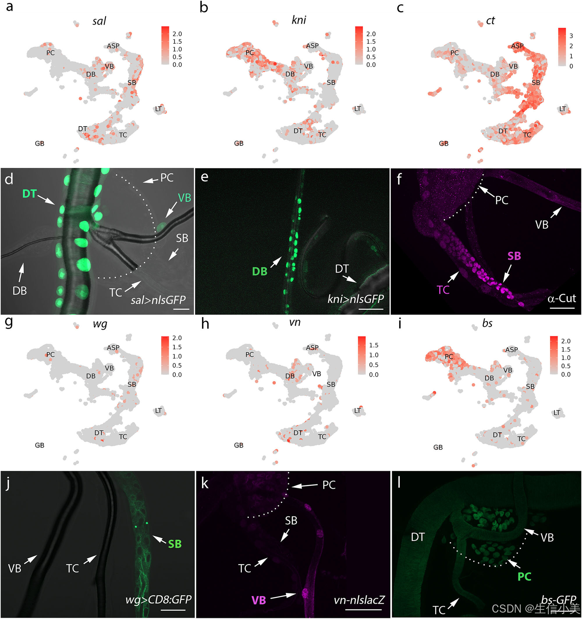 A single-cell atlas of Drosophila trachea reveals glycosylation ...
