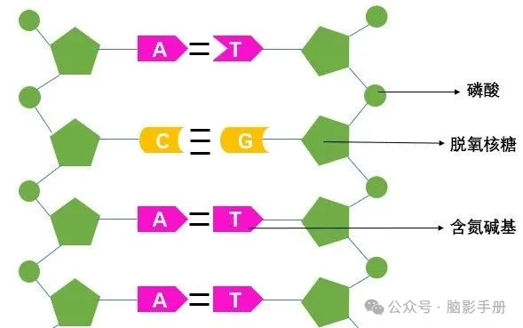 GWAS入门：什么是SNP_gwas数据中snp的的作用-CSDN博客