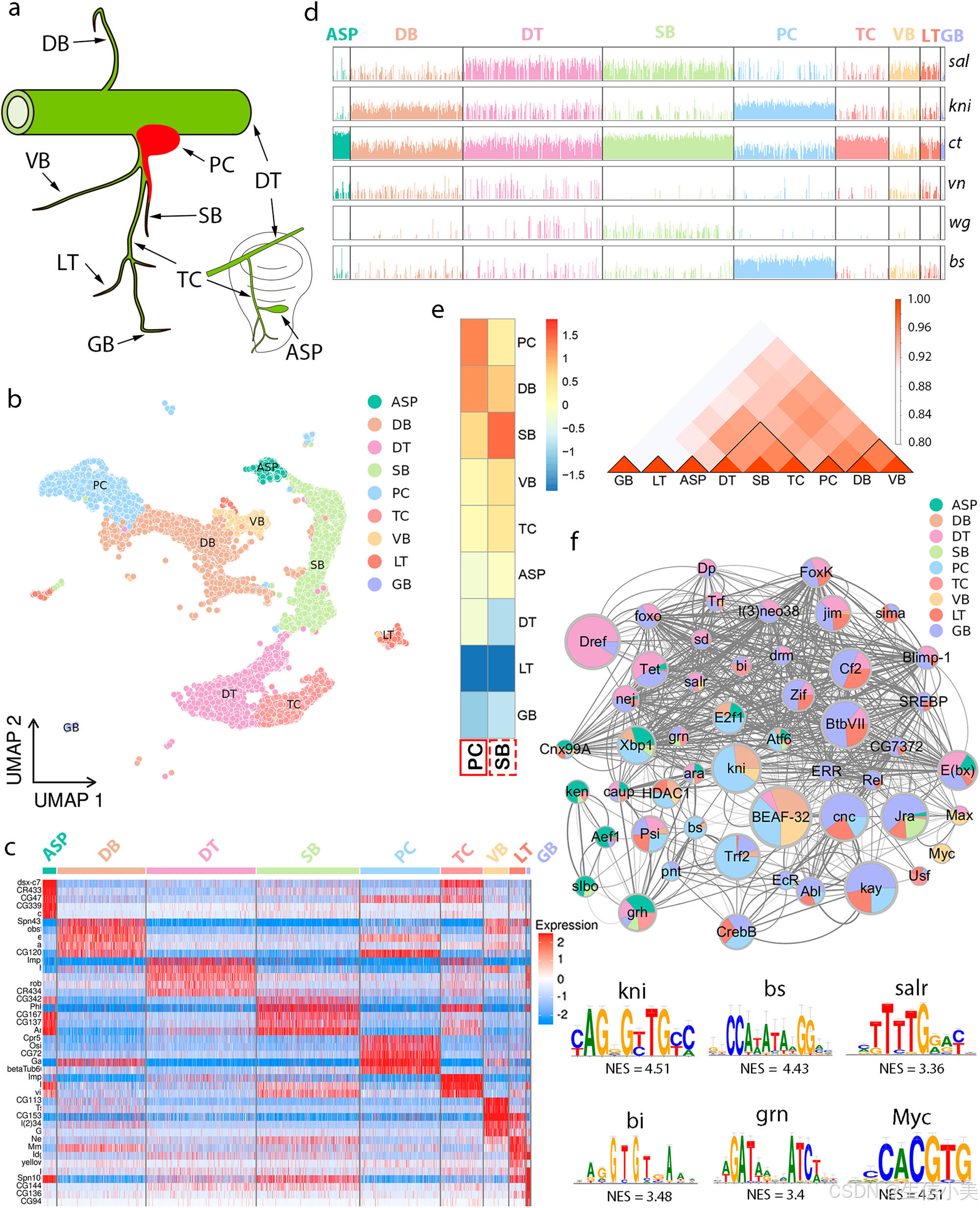 A single-cell atlas of Drosophila trachea reveals glycosylation ...