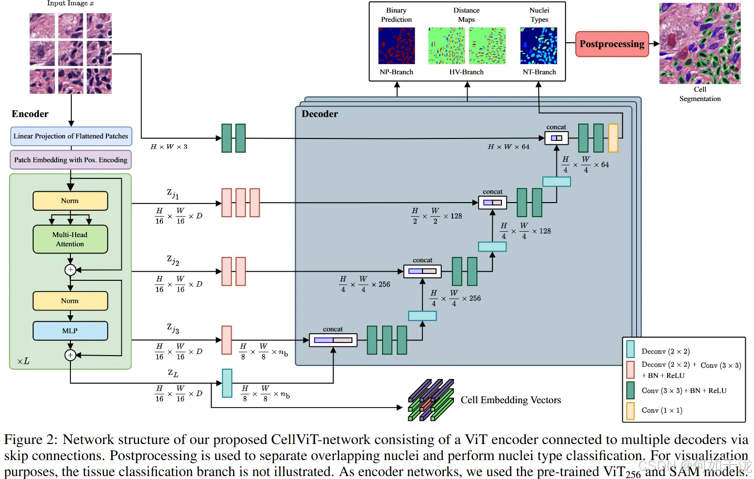 【论文阅读】CellViT: Vision Transformers for precise cell segmentation and ...