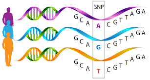 SNP-single nucletide polymorphism