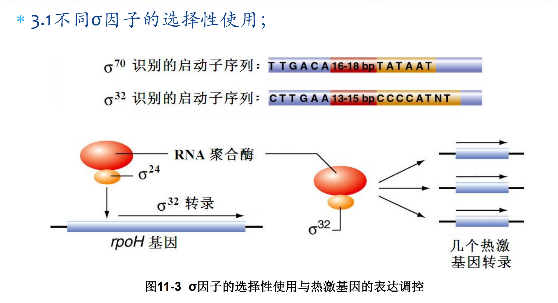 《分子生物学》Prokaryotic Gene Expression原核生物基因表达_hin 重组酶-CSDN博客