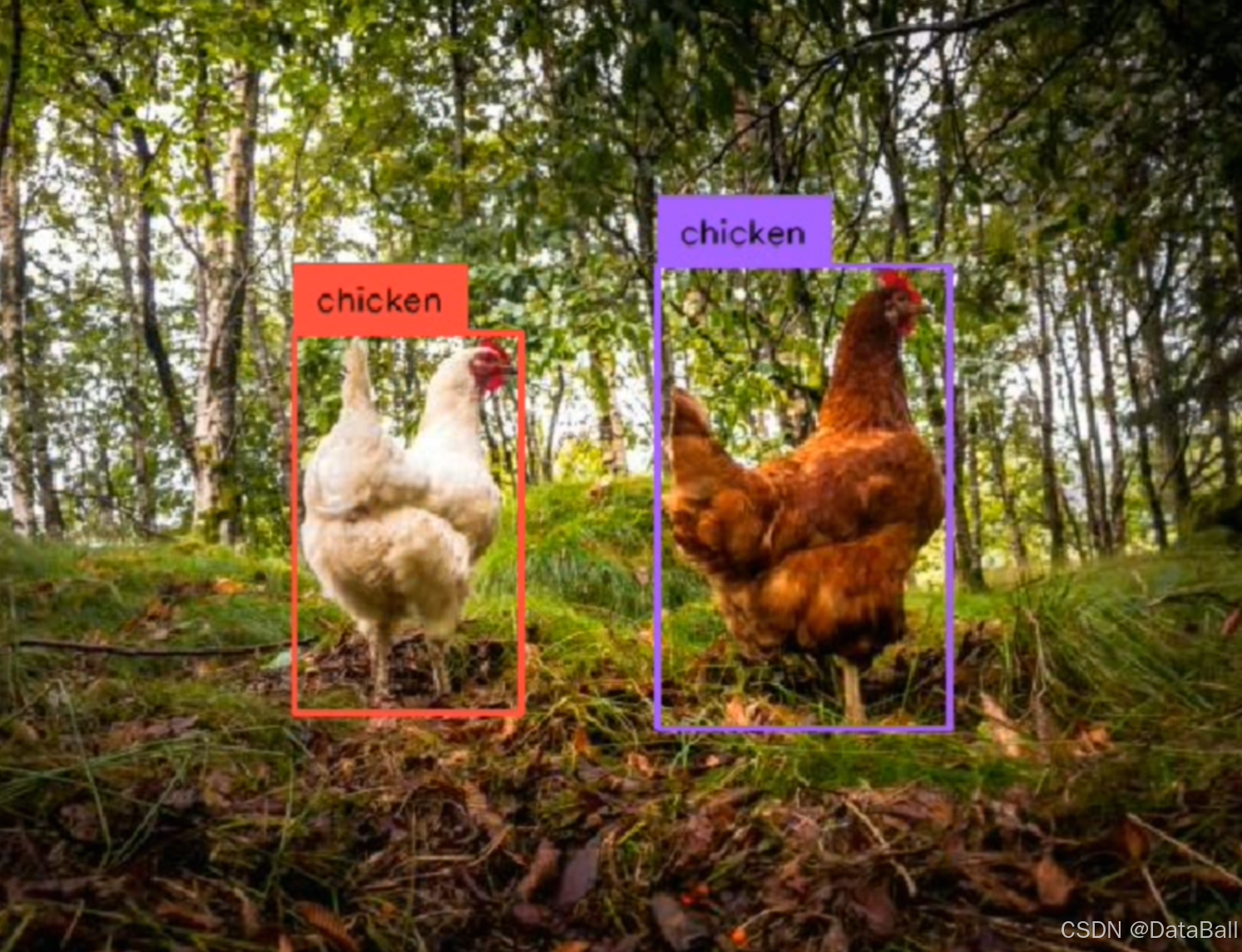 数据集-目标检测系列- 家禽 鸡 检测数据集 chicken>> DataBall_chickendataset-CSDN博客