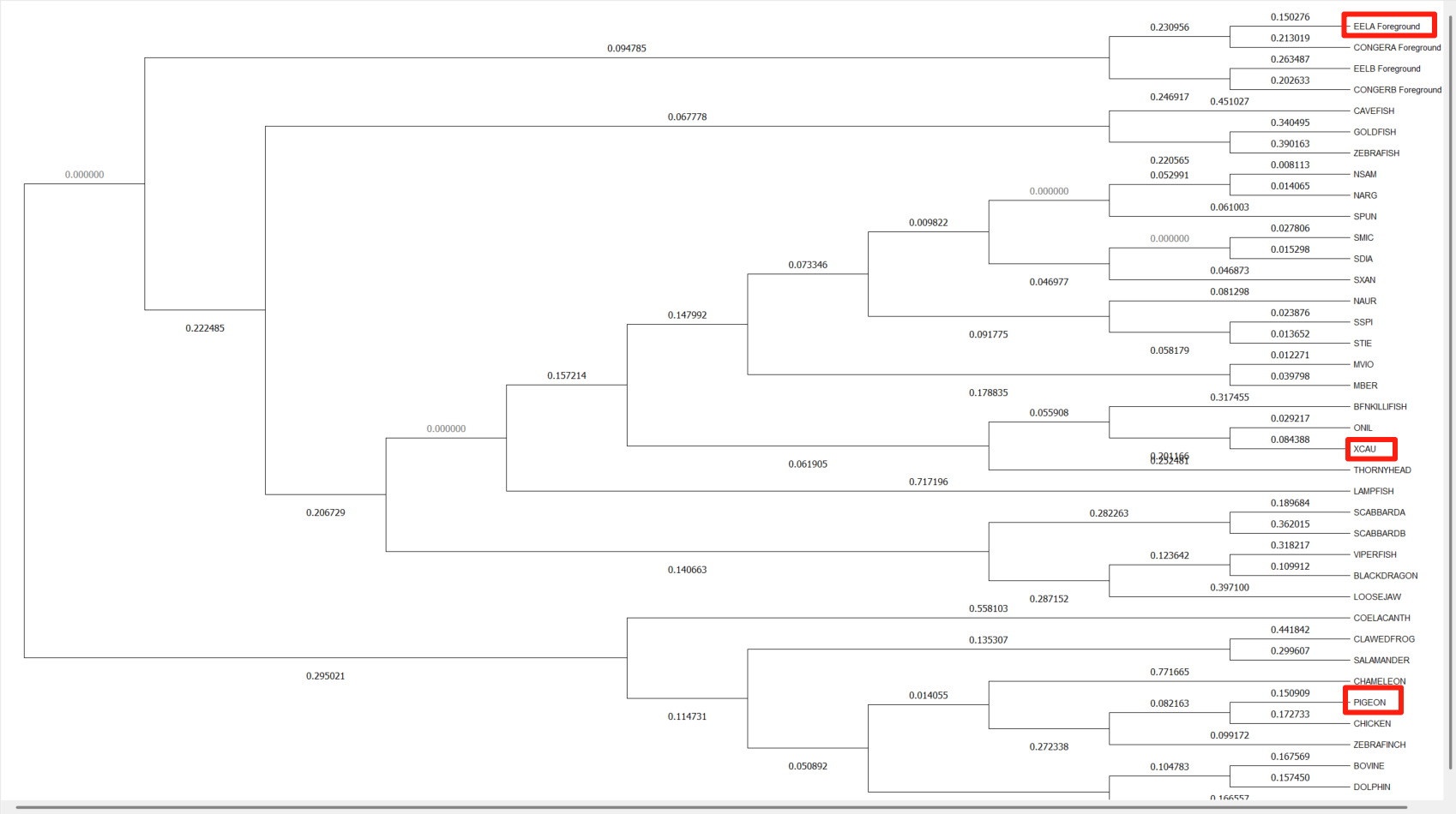 进化树解读_进化树图解读-CSDN博客