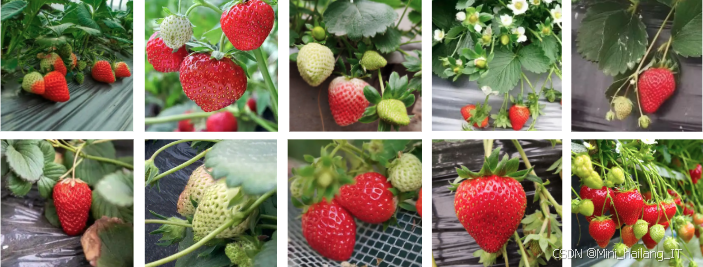 草莓成熟数据集 【毕业设计】基于计算机视觉的草莓成熟度检测 深度学习