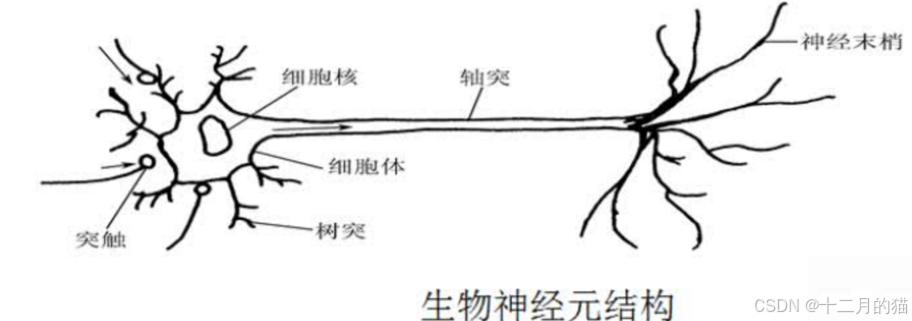 【通俗易懂说模型】单层感知器（MCP人工神经元模型）