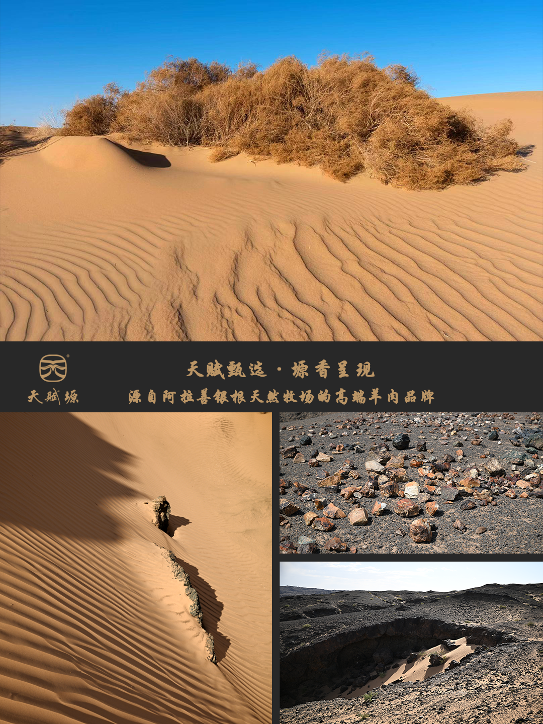 沙丘刻着风的掌纹|银根苏木的戈壁浪漫-CSDN博客