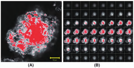 共聚焦显微镜在高分子材料研究中的应用