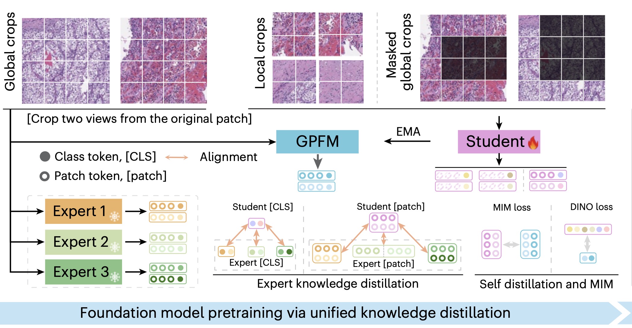 预训练算法包含三个关键组件，分别是（1）掩码图像建模（MIM）、（2）自蒸馏和（3）专家知识蒸馏。GPFM 的参数通过指数移动平均（EMA）进行更新。