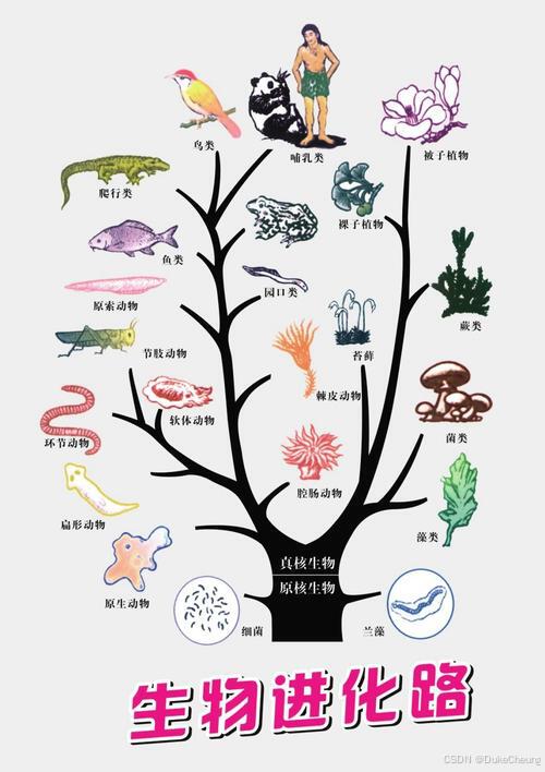 生物进化