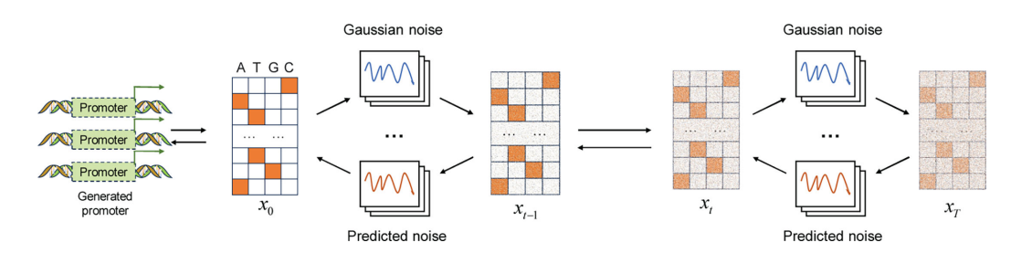 The framework of the diffusion model for promoter generation.