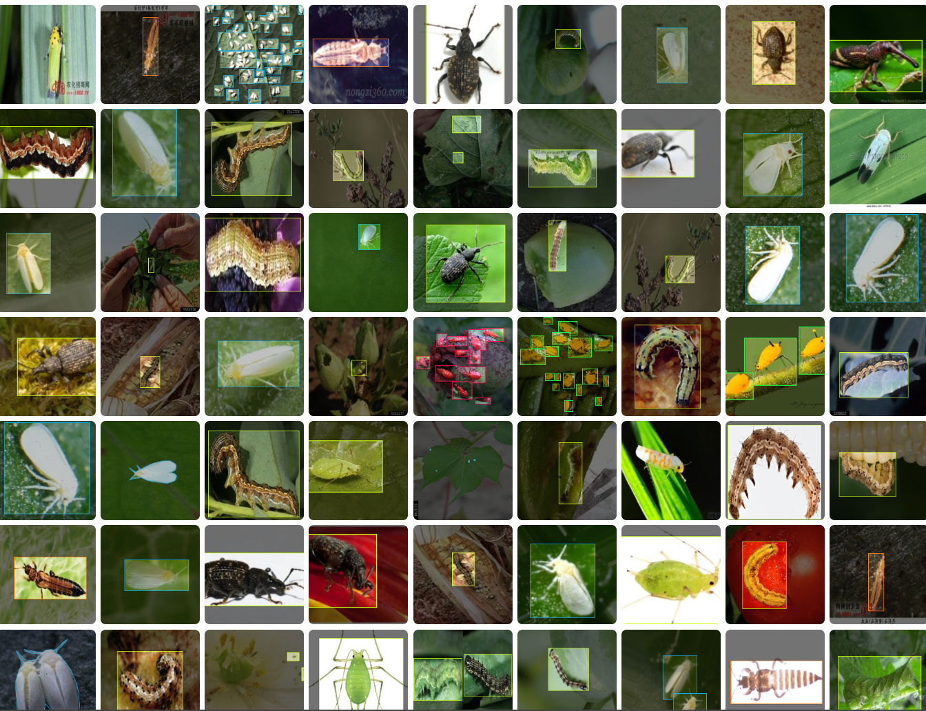 智慧农业之棉花害虫识别数据集农业害虫识别数据集棉花病虫害识别数据集