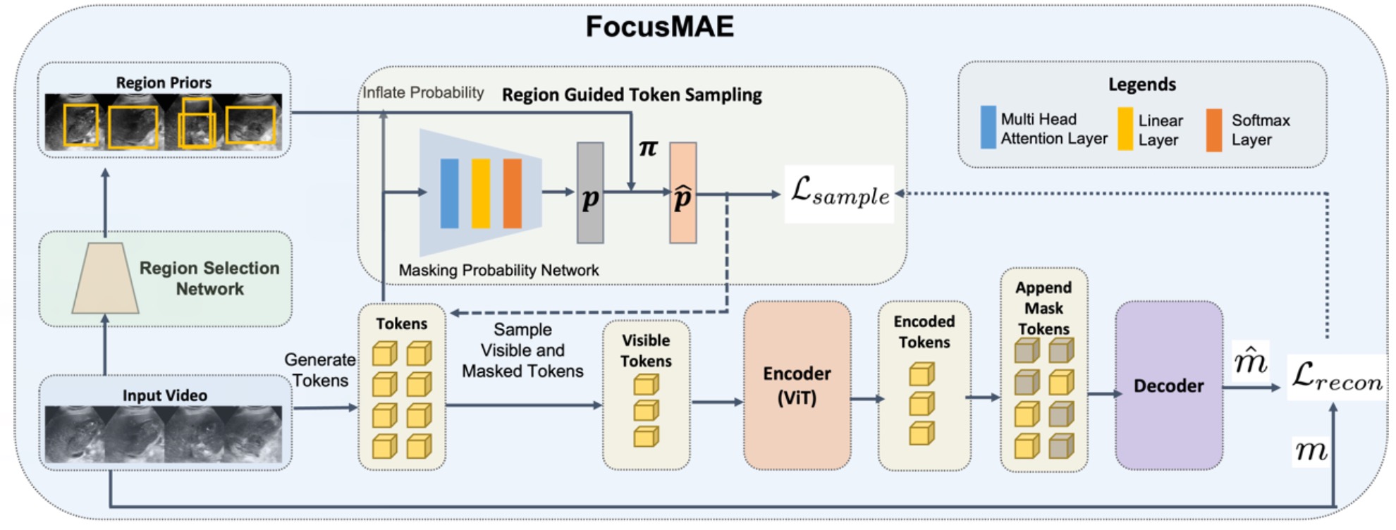 FocusMAE整体架构图