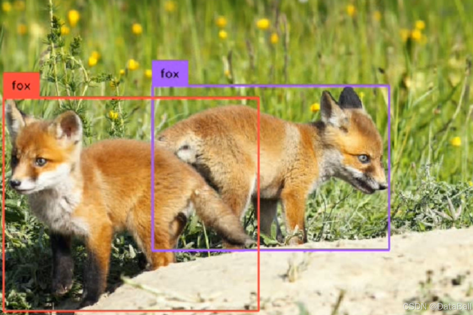 数据集-目标检测系列- 狐狸 检测数据集 fox >> DataBall_fox数据集-CSDN博客