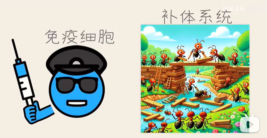 抗体学习笔记3——补体系统与MAC_补体,膜攻击复合体c8gamma-CSDN博客