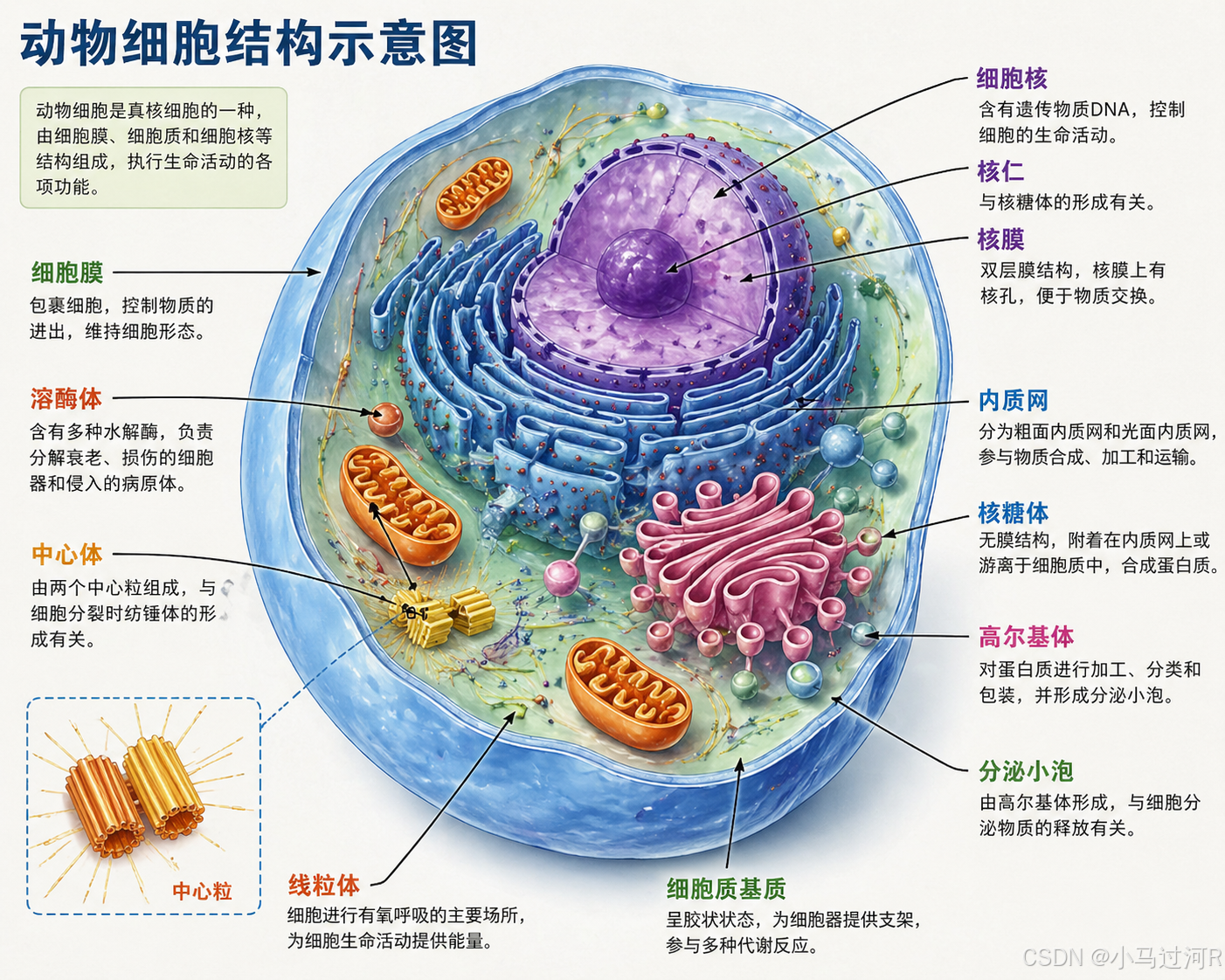 Scientific diagram test: GPT Image 2