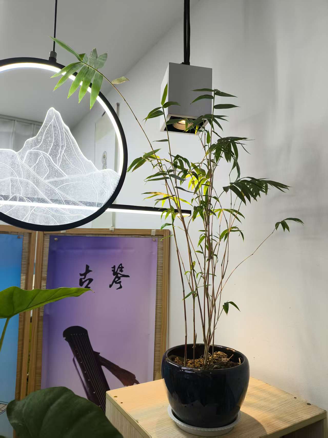 观音竹健壮成长