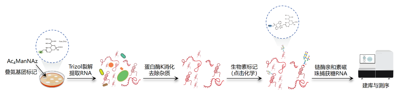 全血分析5分类是什么GlycoRNA-seq：糖基化RNA测序，挖掘多类型、特殊修饰非编码小RNA_https://www.jmylbn.com_新闻资讯_第1张