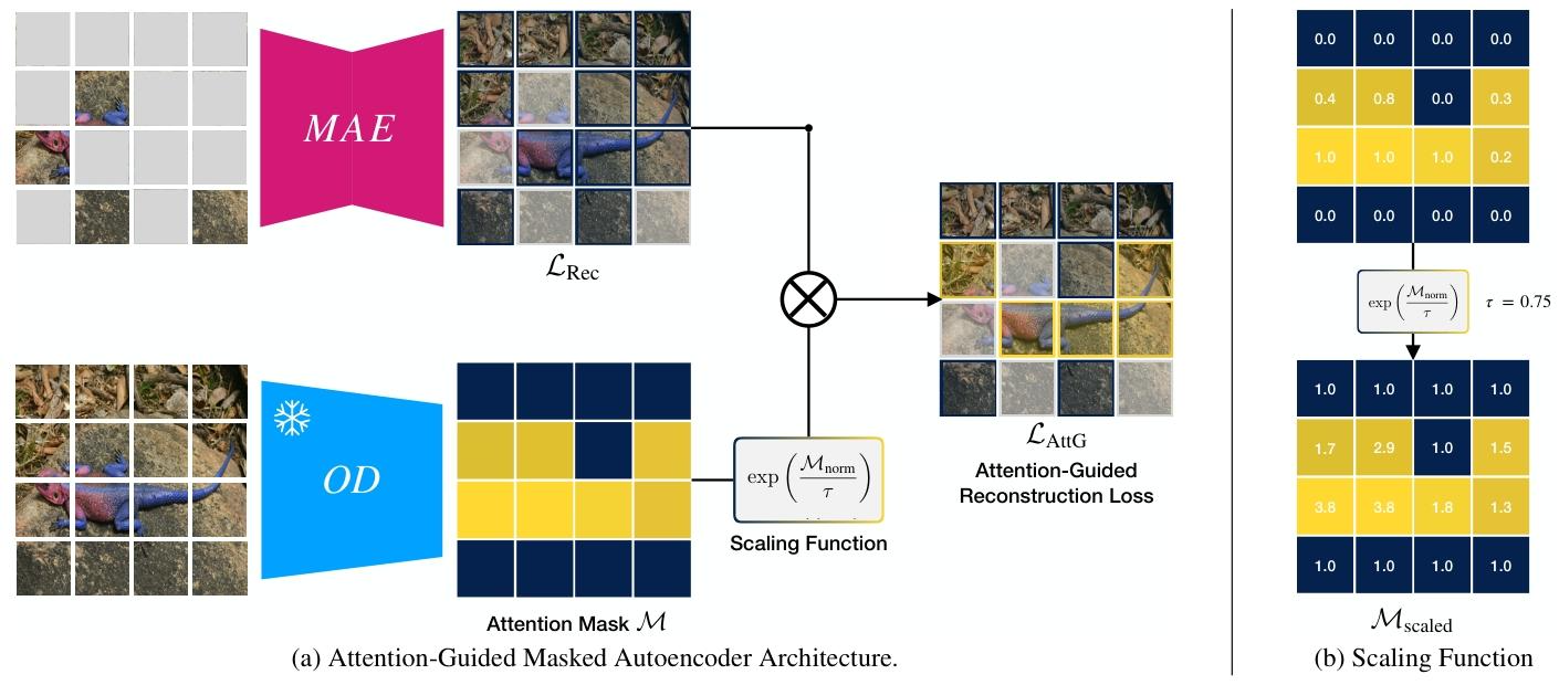论文阅读：Attention-Guided Masked Autoencoders For Learning Image ...