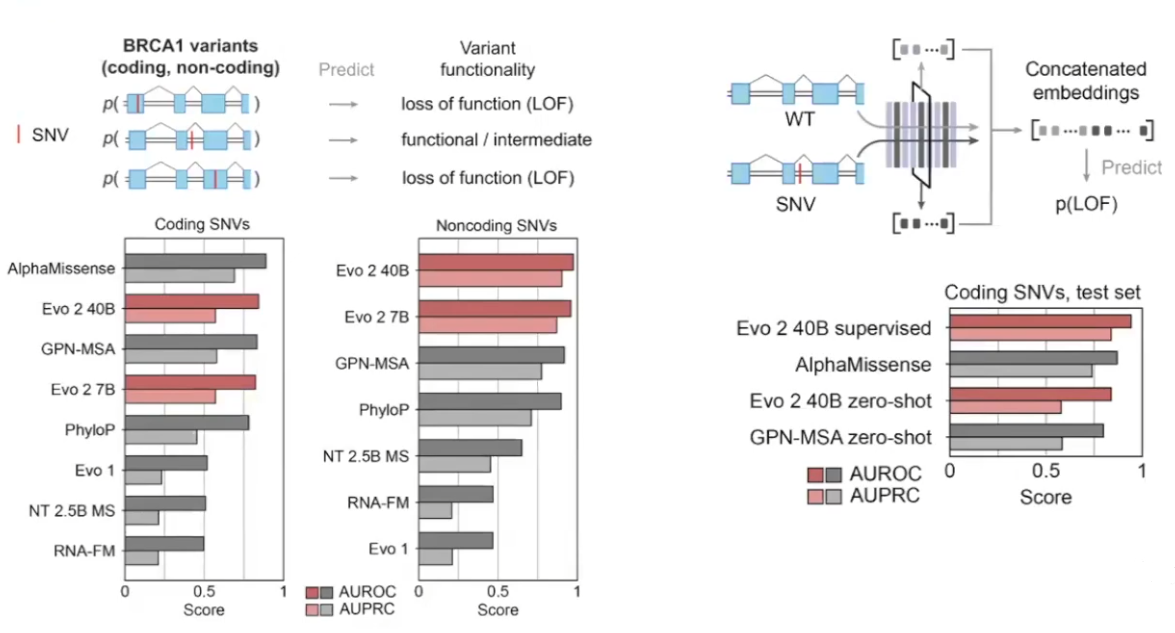 Evo2 Model Architecture Evo2 论文讲解_基因 模型 evo2-CSDN博客