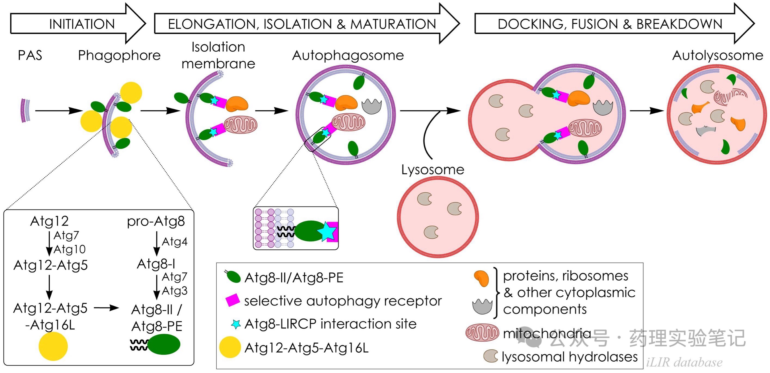 详解自噬受体_lc3相互作用区基序-CSDN博客