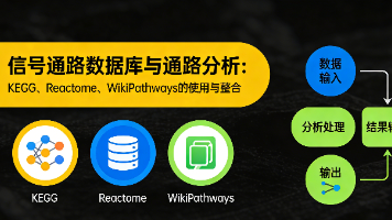 信号通路数据库与通路分析:KEGG、Reactome、WikiPathways的使用与整合封面图