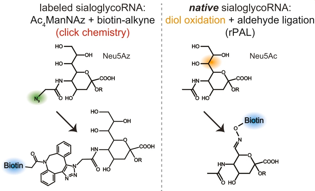 全血分析5分类是什么GlycoRNA-seq：糖基化RNA测序，挖掘多类型、特殊修饰非编码小RNA_https://www.jmylbn.com_新闻资讯_第3张