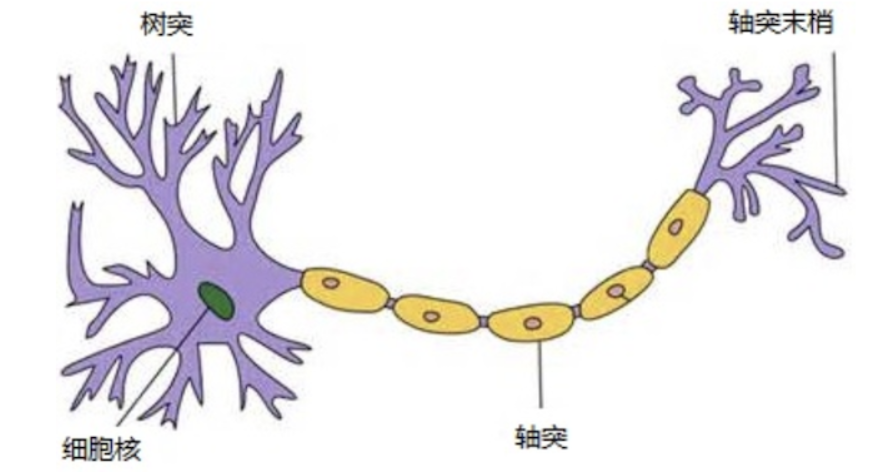 生物神经元