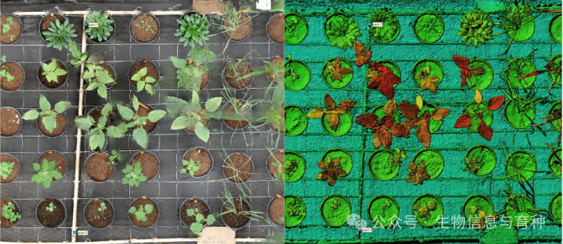 AI 生成的植物可视化图表突出了不同小区间的差异，帮助研究人员在大规模范围内检测抗逆性表现、生长模式以及植株健康状况等性状。图片来源：北卡罗来纳州立大学