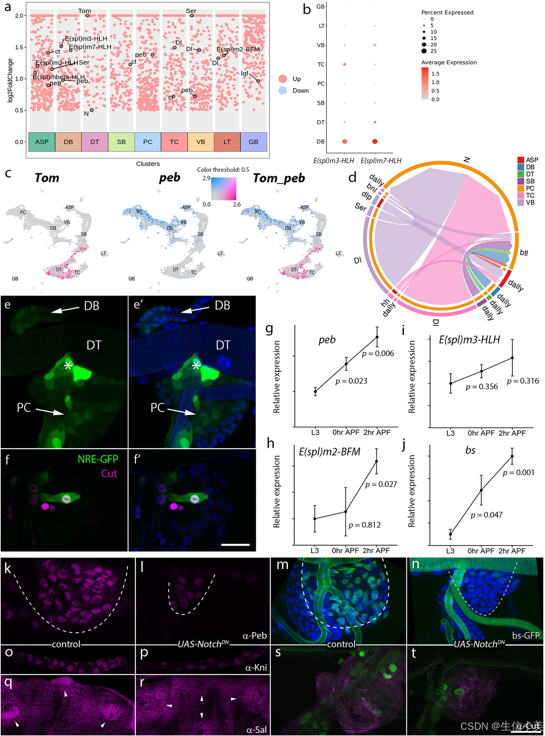 A single-cell atlas of Drosophila trachea reveals glycosylation ...