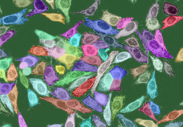 Cellpose-SAM-CSDN博客