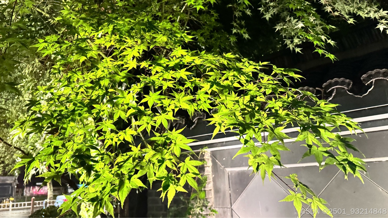 文章图片