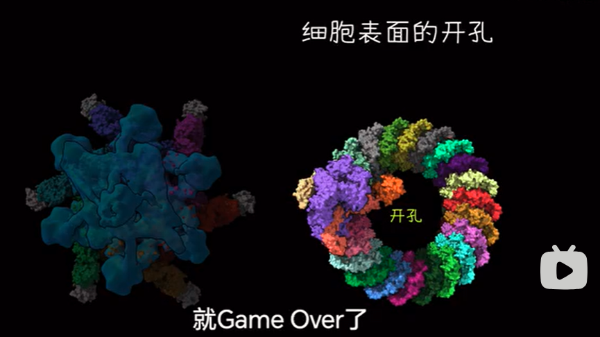 抗体学习笔记3——补体系统与MAC_补体,膜攻击复合体c8gamma-CSDN博客