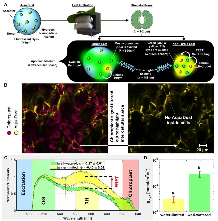 生物夹怎么用Science Robotics：利用软机器人技术对多种植物进行原位叶面扩增，用于光学表型分析和生物工程_https://www.jmylbn.com_新闻资讯_第4张