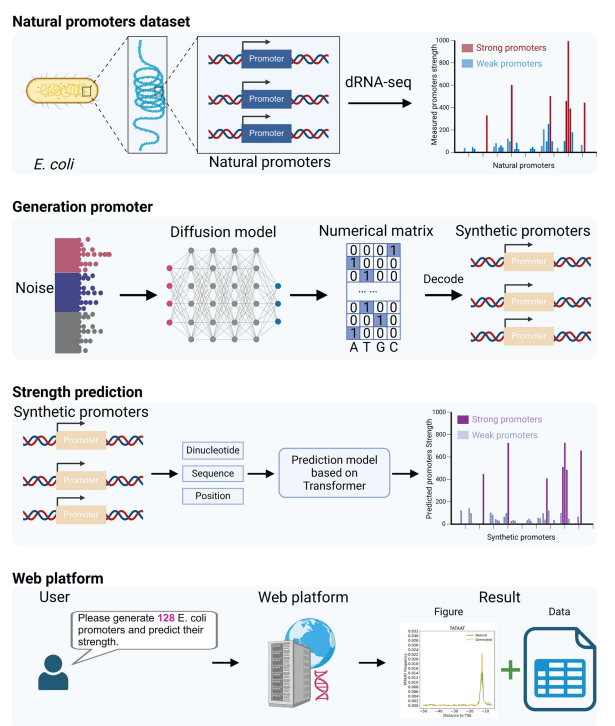 Schematic diagram of the experimental framework.