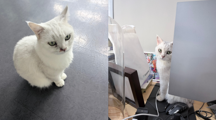 谷歌发布 Veo 3.1 视频生成模型：有声电影、长视频叙事与人物定制的实测与展望