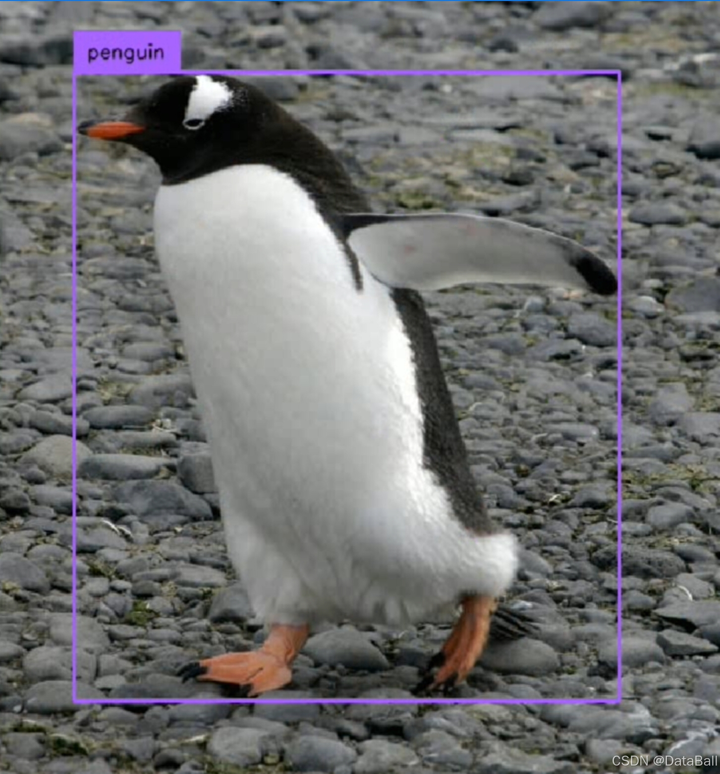 数据集-目标检测系列-企鹅 检测数据集 penguin >> DataBall-CSDN博客