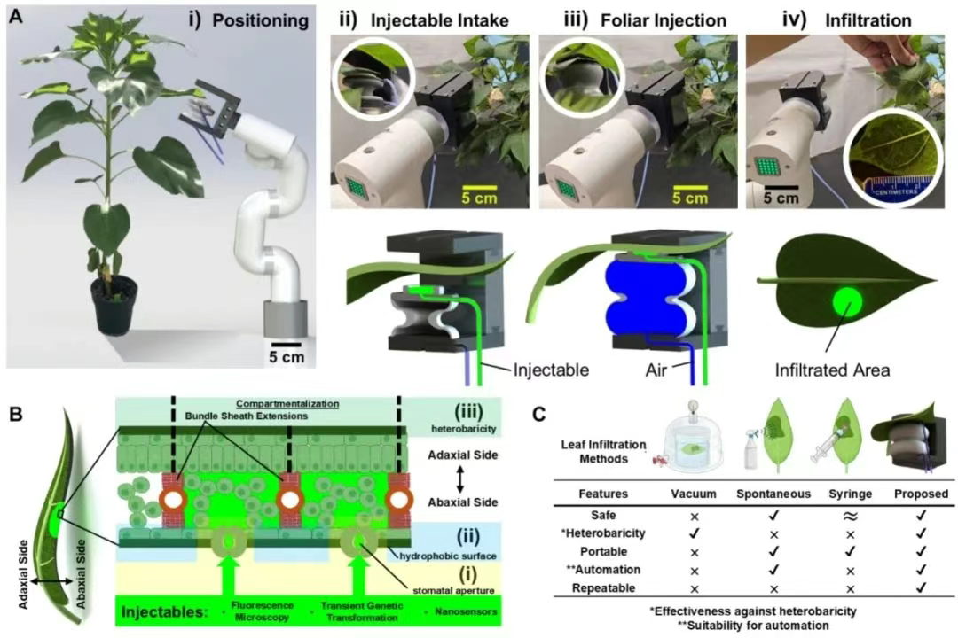 生物夹怎么用Science Robotics：利用软机器人技术对多种植物进行原位叶面扩增，用于光学表型分析和生物工程_https://www.jmylbn.com_新闻资讯_第1张