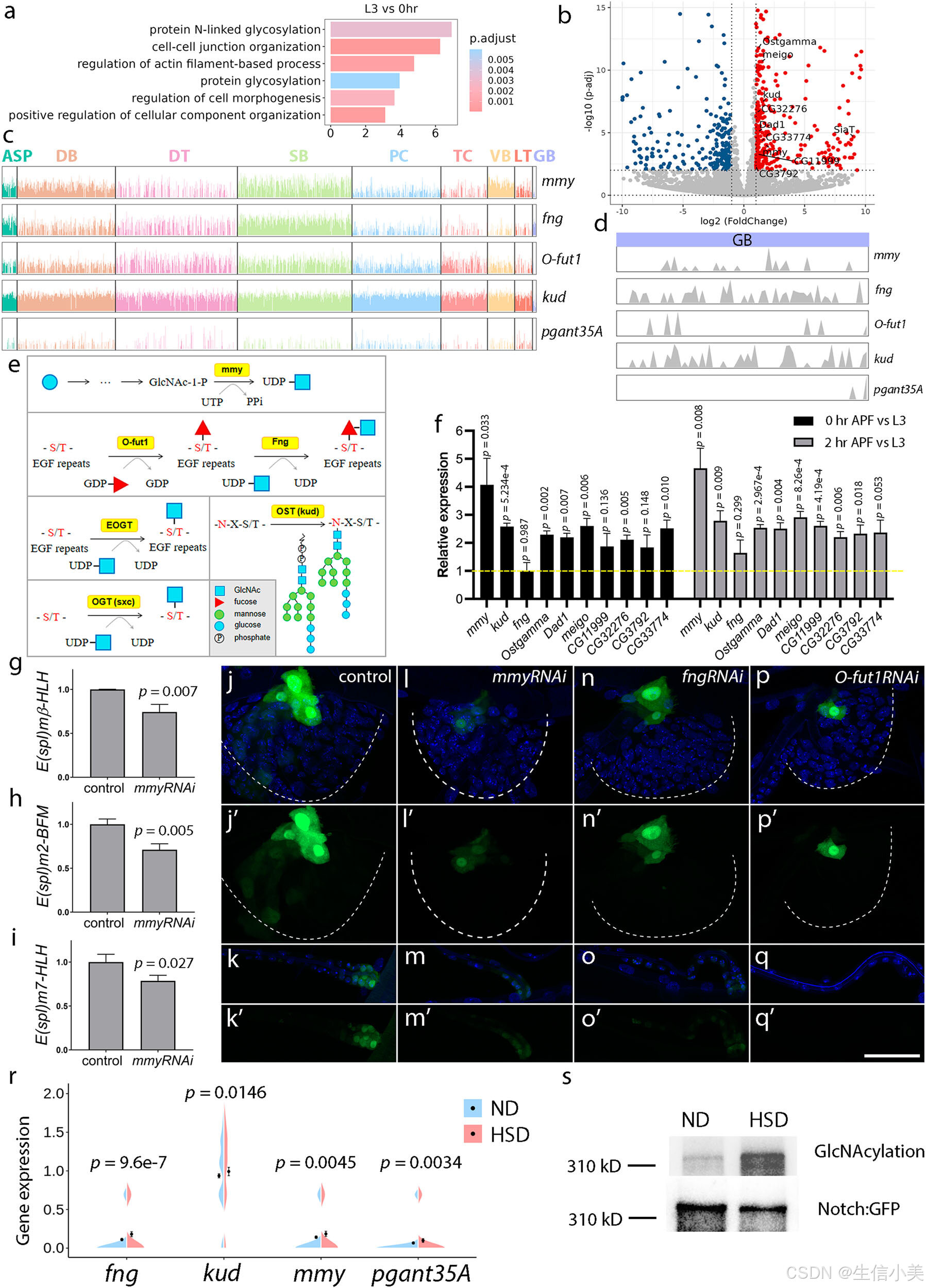 A single-cell atlas of Drosophila trachea reveals glycosylation ...