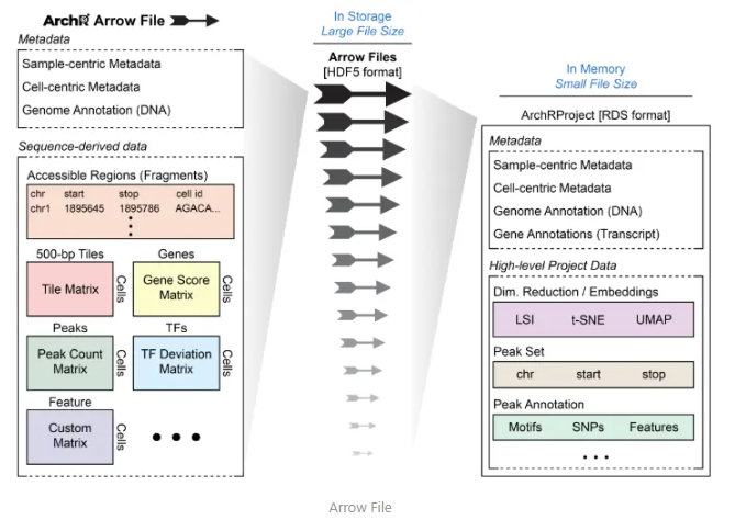 通过这种方式，ArchR 能够高效地处理和分析大量的单细胞 ATAC-seq 数据，同时保持对内存的低占用。